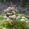 Champignons non comestibles